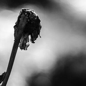 Botanisch 3