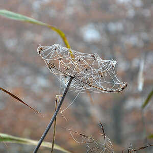 Herbst 5978
