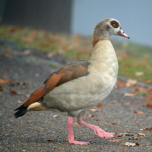 Nilgans 5853