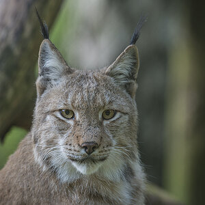 wildpark 01