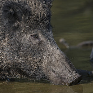 wildpark 02