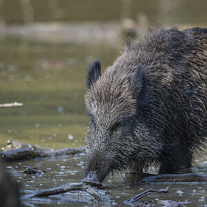 wildpark 03