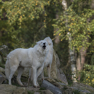 wildpark 04