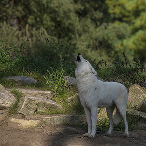 wildpark 05