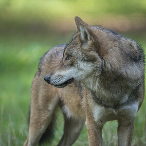 wildpark 06