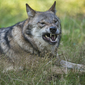 wildpark 07