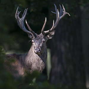 wildpark 08