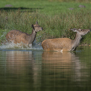 wildpark 09