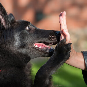 kamerad hund