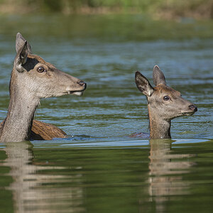 wildpark 10