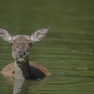 wildpark 11