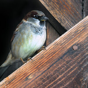 DSC 5795 Sperling 1000