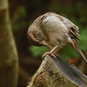 DSC 0503 Spatz 1000