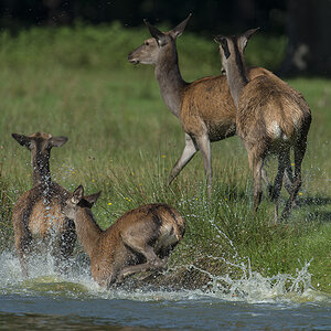 wildpark 12