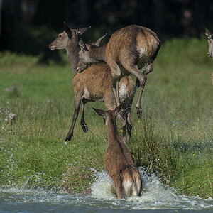 wildpark 13