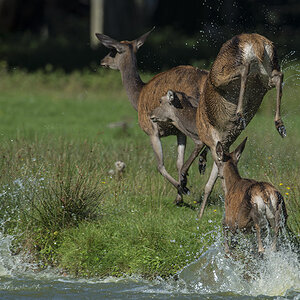 wildpark 14