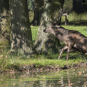 wildpark 15