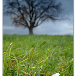 herbst