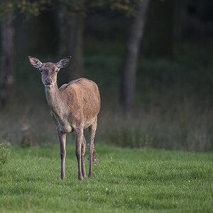 wildpark 16