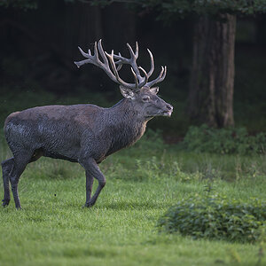 wildpark 17