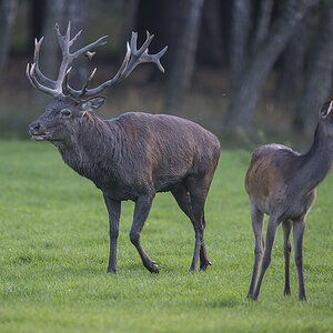 wildpark 18