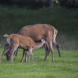 wildpark 20