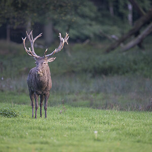 wildpark 21