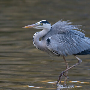 Graureiher
Weiher im Tiergarten Nürnberg