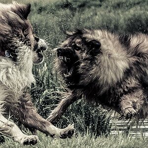 Akira & Bootsmann beim spielen ....