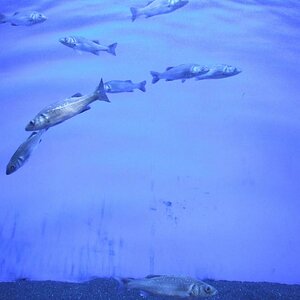 BlaueFische
