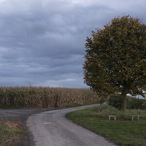 Baum1