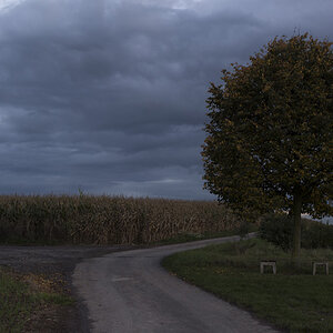 Baum2
