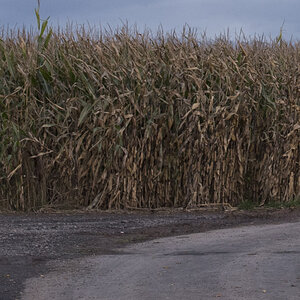 crop baum1