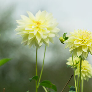 71900blumendahlien