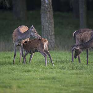 wildpark 19