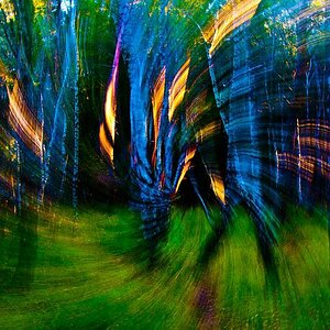 comp Der Wald lebt 2