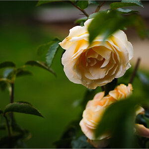 D3H 6908 web