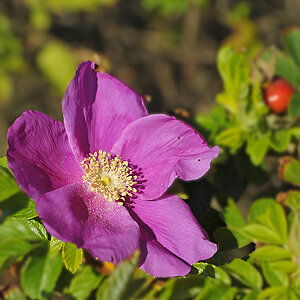 Wildrose (Rosa Rugosa?) im Dünengürtel bei Vejlbi Klit (DK) 7003218Ax