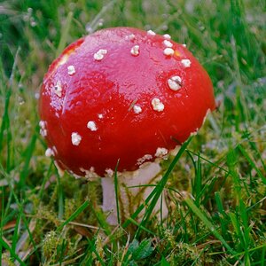 Fliegenpilz im Garten