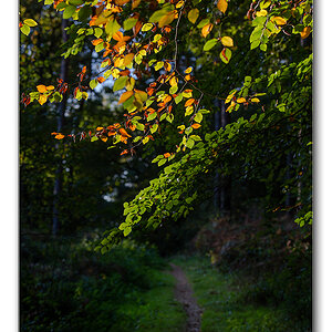 waldweg