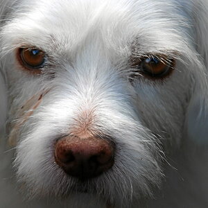 Duffy2