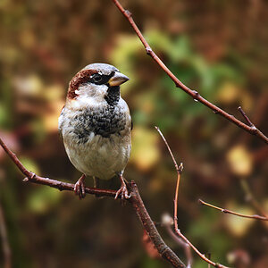 DSC 0180 Spatz 1000 k