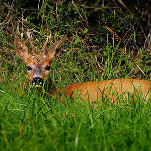 DSC 5496 Rehbock 1000 2