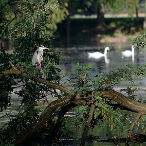 Reiher am Kalscheurer Weiher, Köln