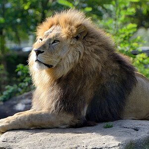 Löwe Hellabrunn 102014