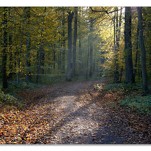 wald1