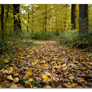 wald3