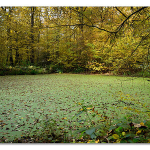 wald6