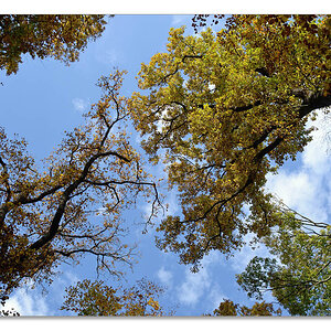 wald7