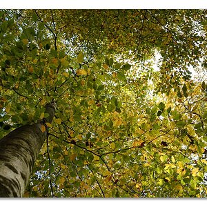 wald8
